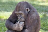 The Thinker�